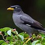 Jenis Burung Kalimantan Tengah